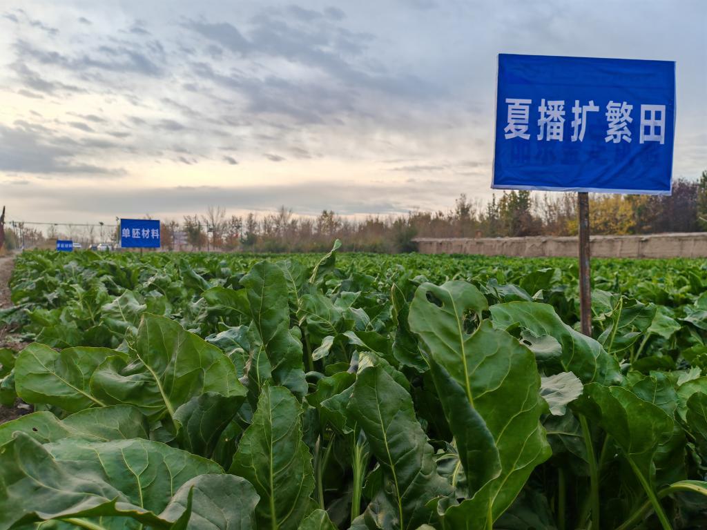 我國甜菜種子丸?；庸ぜ夹g取得重要突破(圖1)
