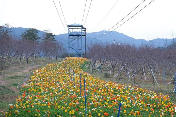 2024從化天適櫻花悠樂園門票價(jià)格
