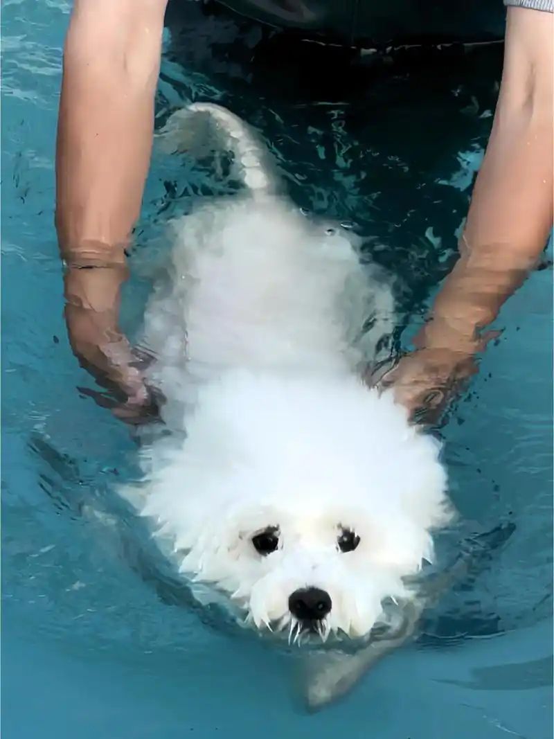 小型四季貴賓犬適合游泳嗎？(圖2)