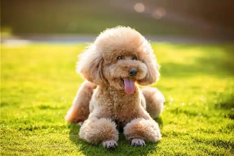 小型四季貴賓犬適合游泳嗎？(圖5)